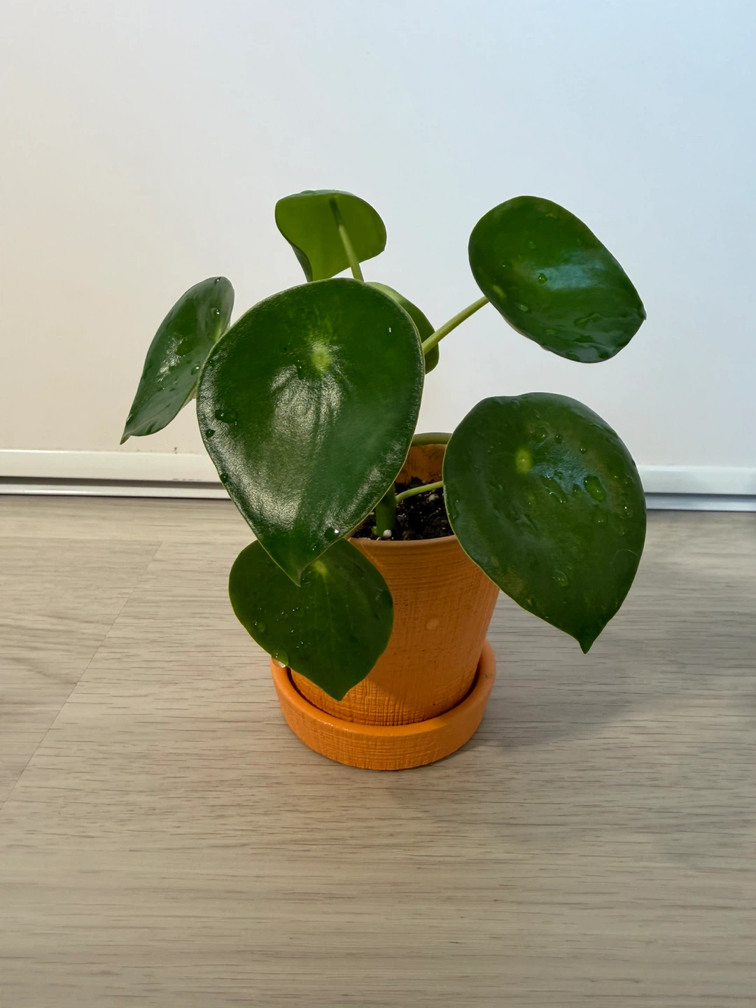 Healthy Raindrop Peperomia in an Orange Small Pot