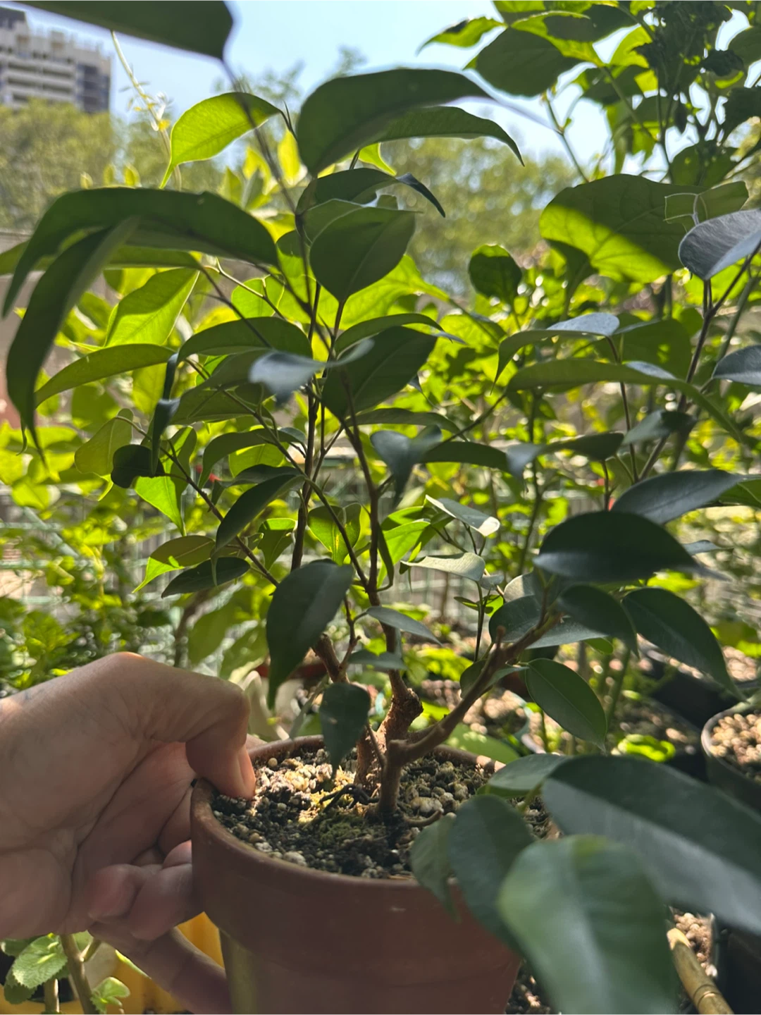 Ficus Benjamina  Pre-bonsai Plant in Terracotta Pot