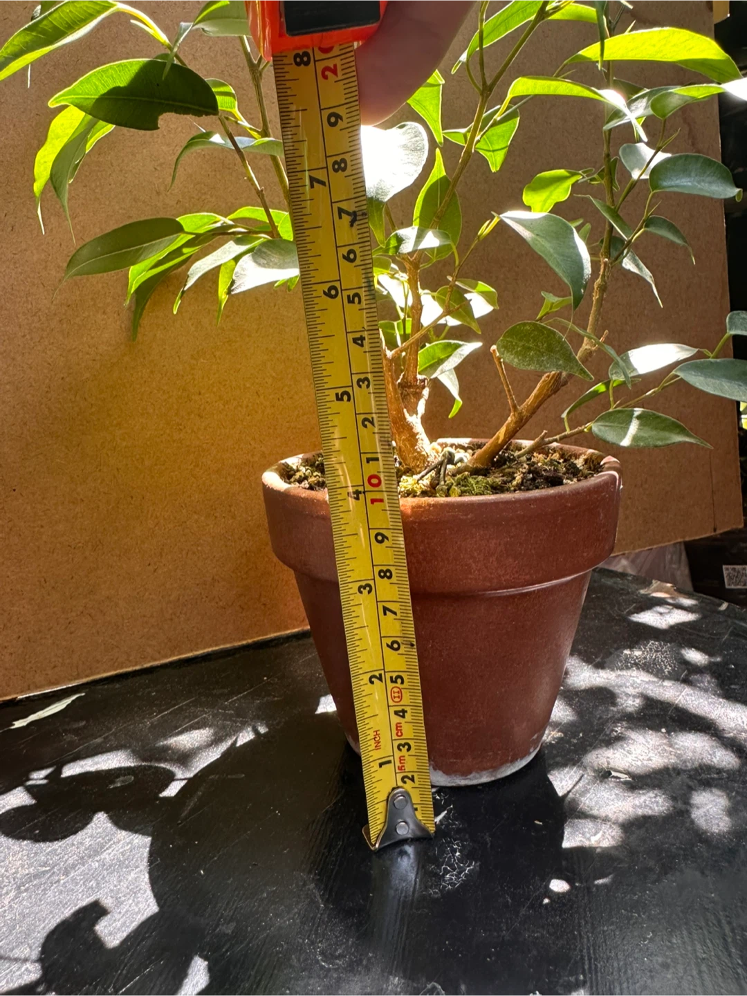 Ficus Benjamina  Pre-bonsai Plant in Terracotta Pot - photo 2