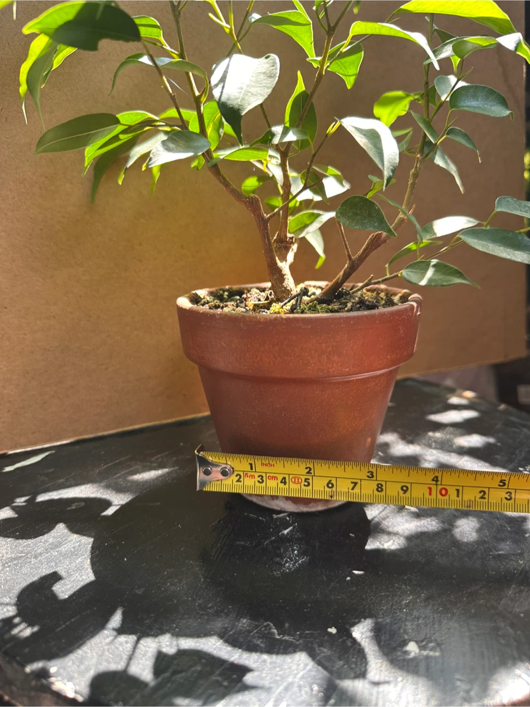 Ficus Benjamina  Pre-bonsai Plant in Terracotta Pot - photo 3