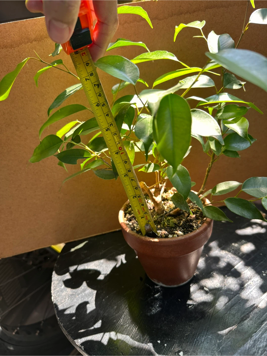 Ficus Benjamina  Pre-bonsai Plant in Terracotta Pot - photo 4