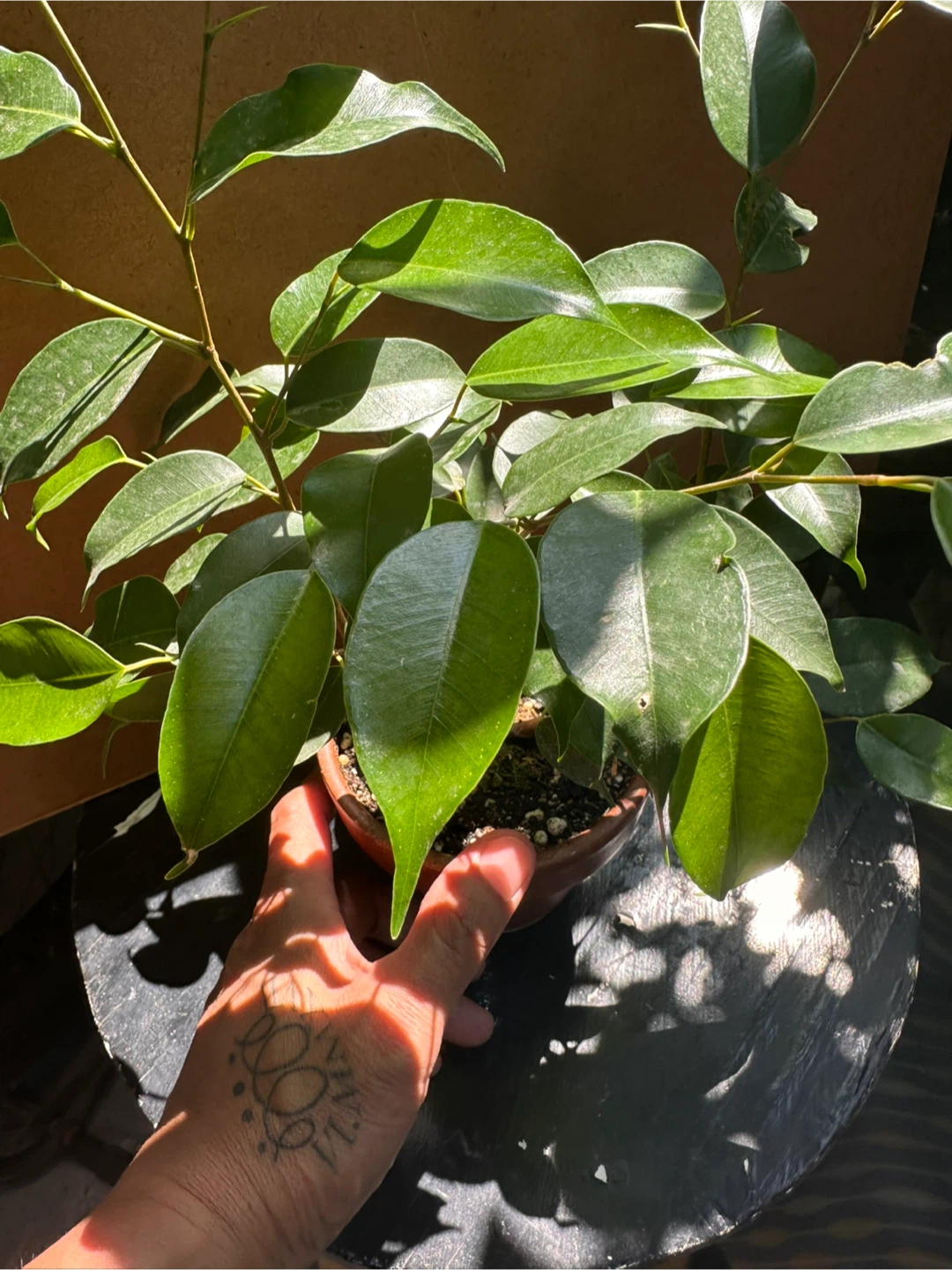 Ficus Benjamina  Pre-bonsai Plant in Terracotta Pot - photo 5