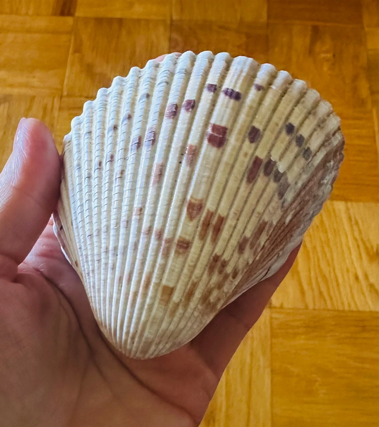 Large Seashell for Decoration