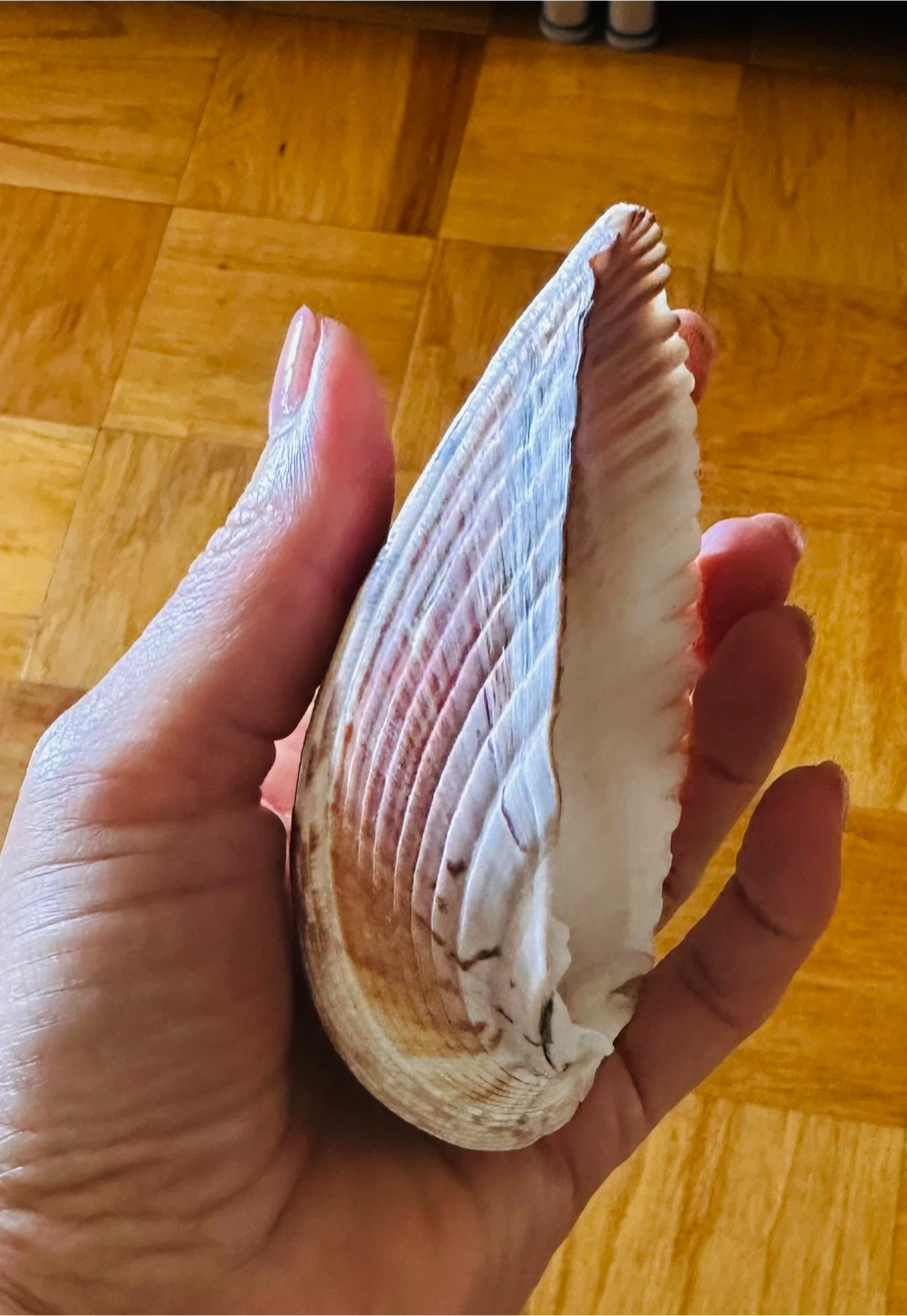 Large Seashell for Decoration - photo 2