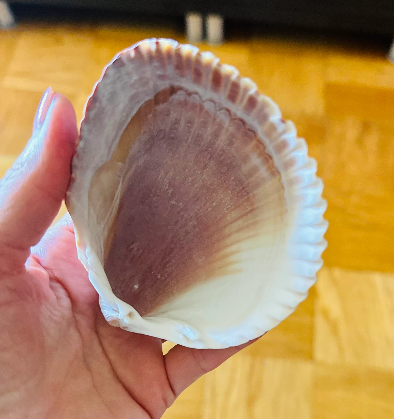 Large Seashell for Decoration - photo 3