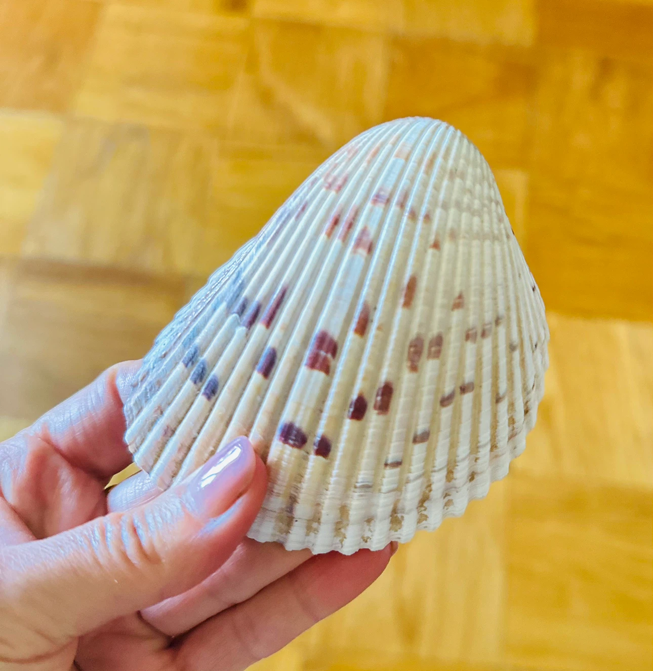 Large Seashell for Decoration - photo 4