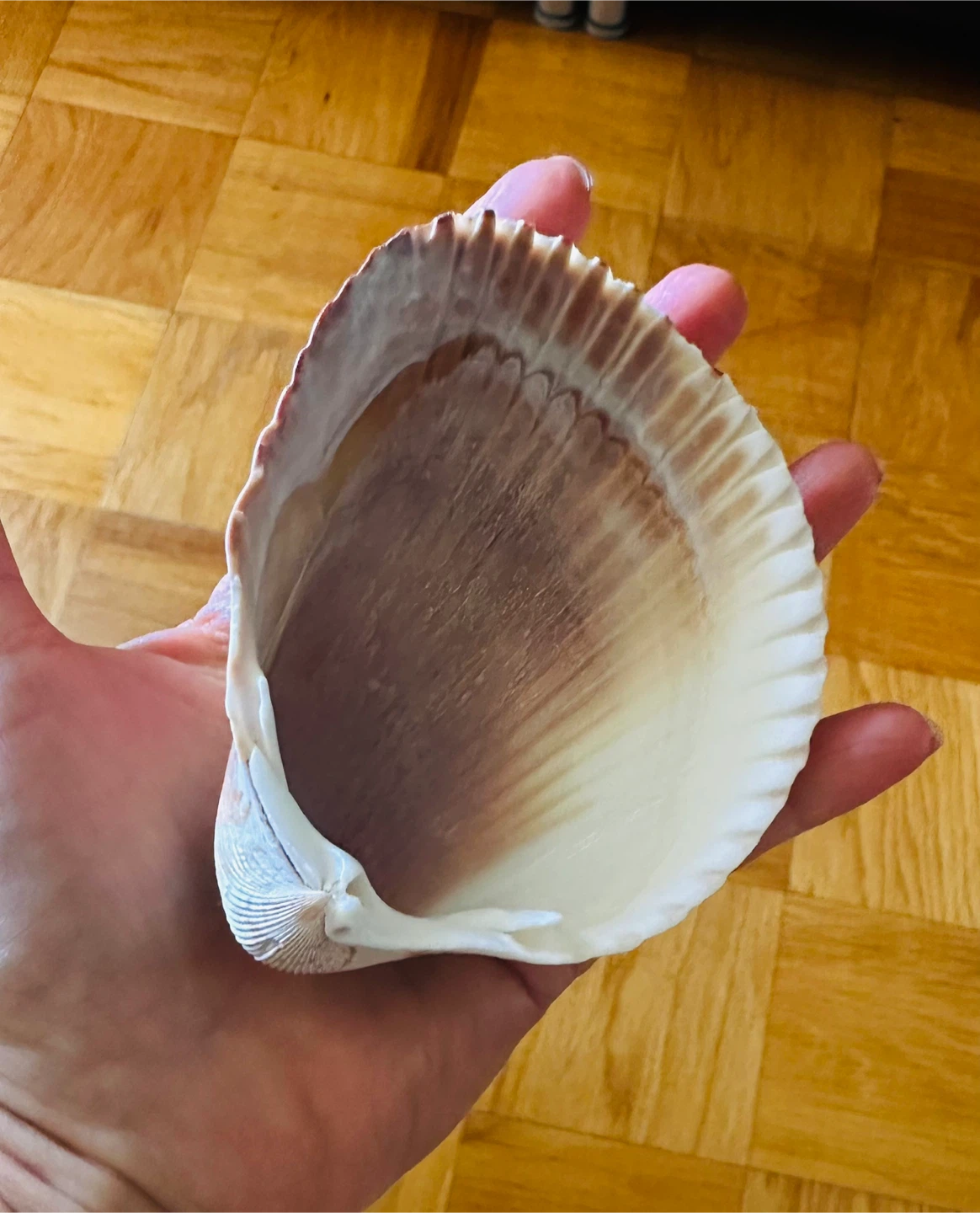 Large Seashell for Decoration - photo 5