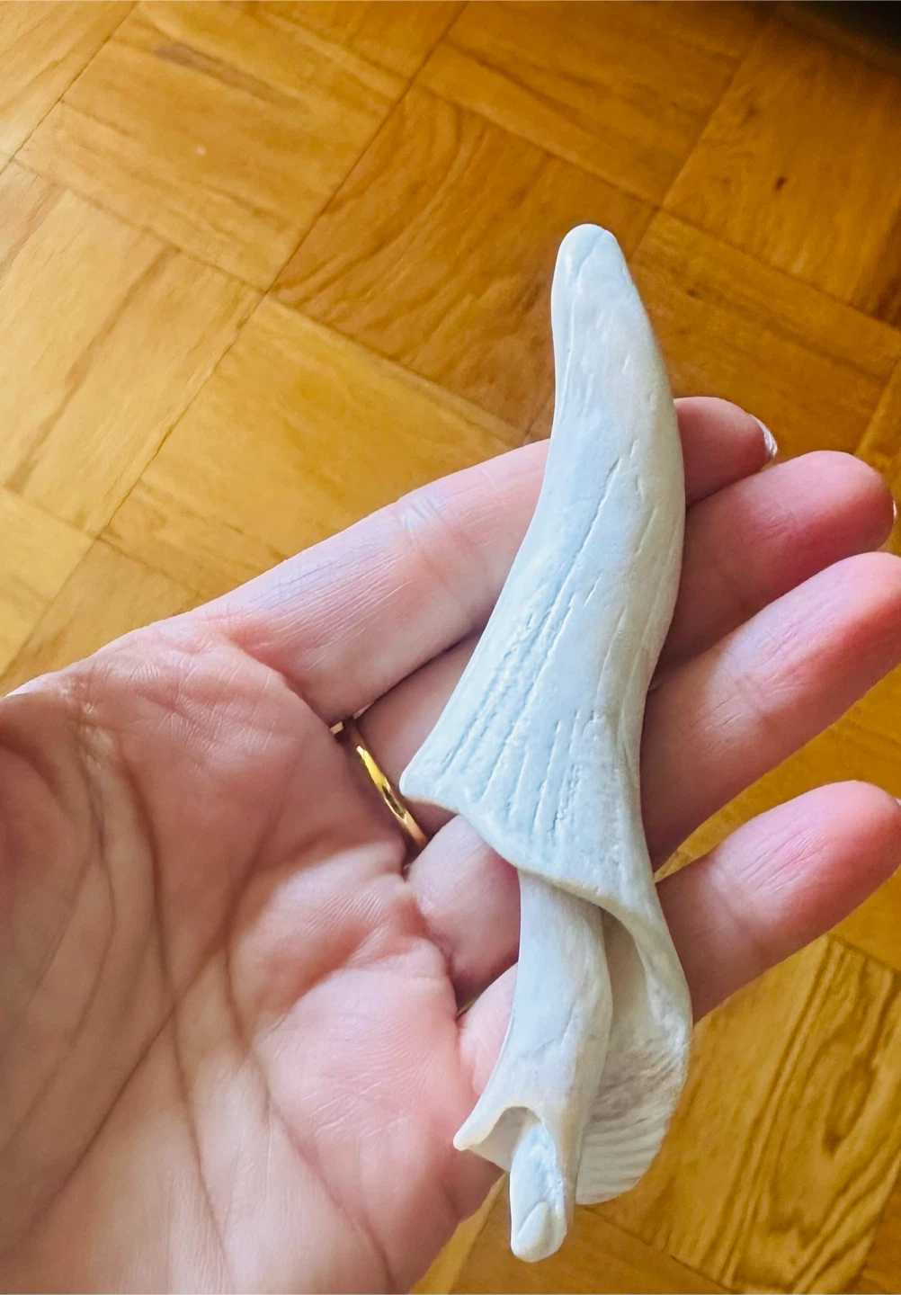 White Seashell Decor