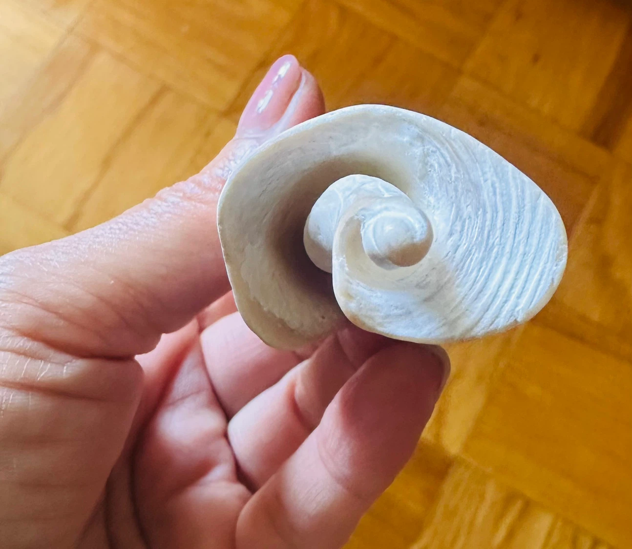White Seashell Decor - photo 3