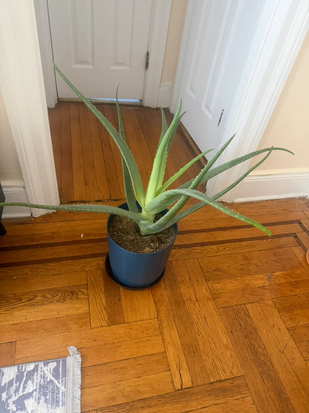 Potted Aloe Vera Plant - photo 2