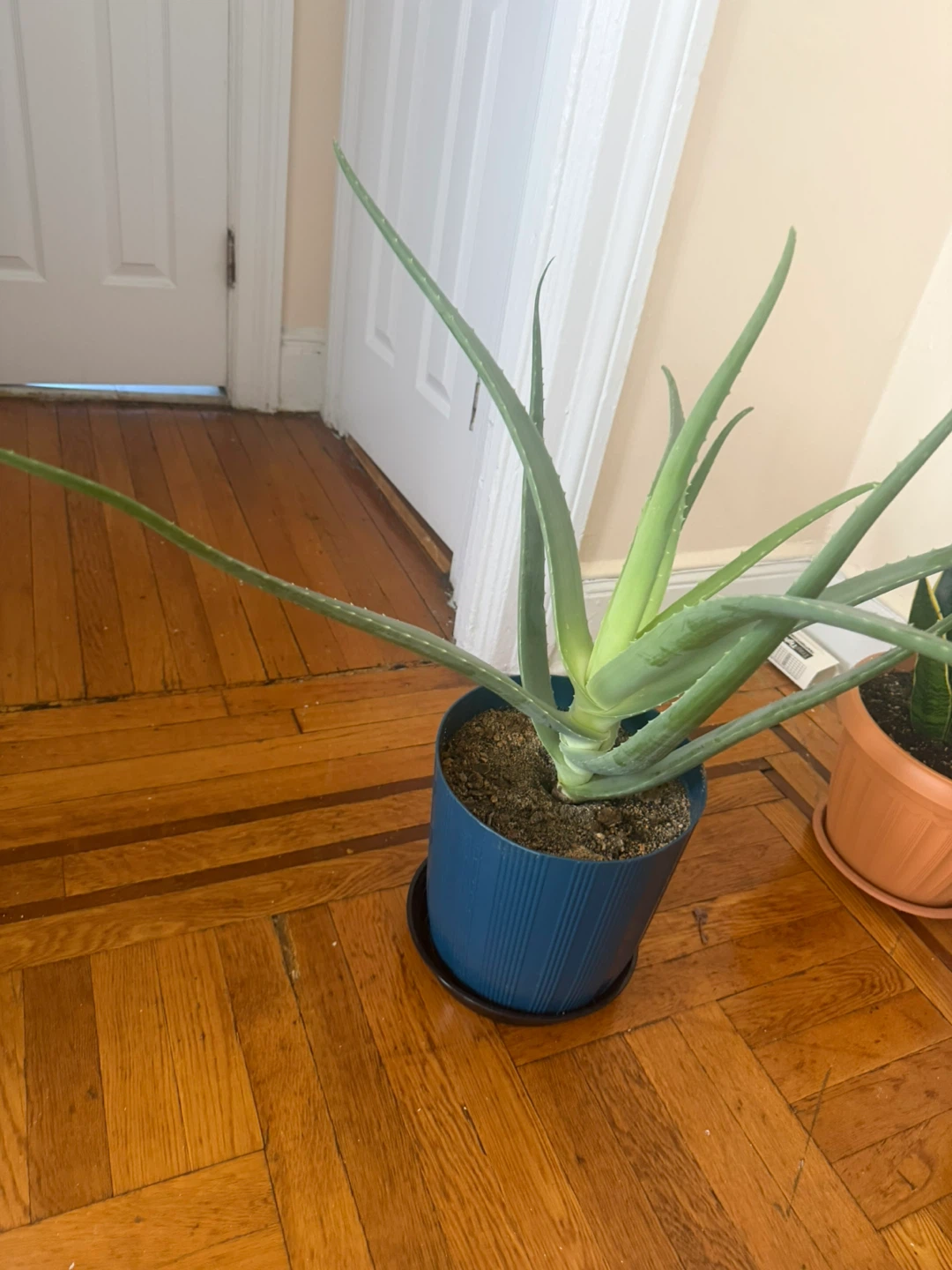 Potted Aloe Vera Plant - photo 3