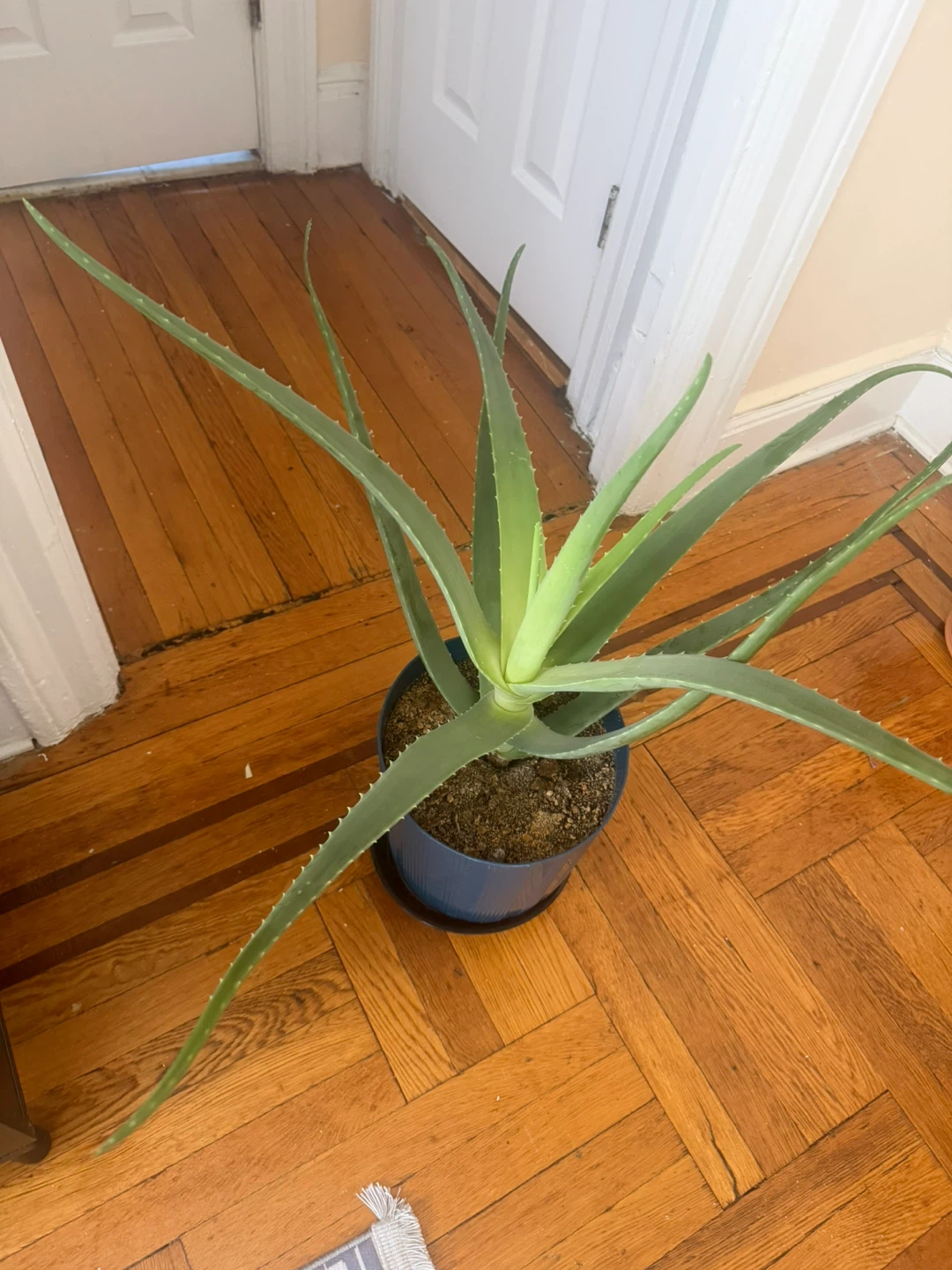 Potted Aloe Vera Plant