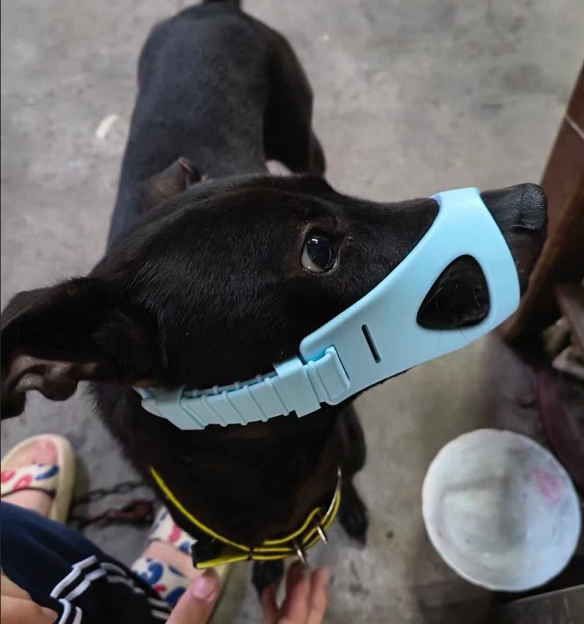 Blue Dog Muzzle