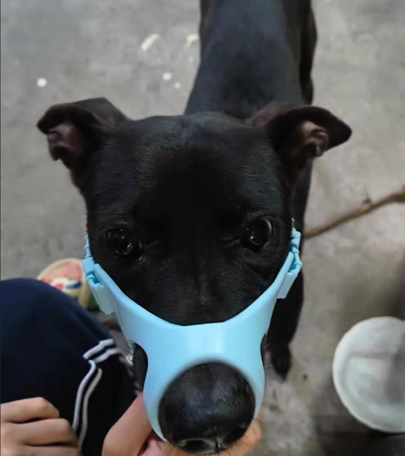 Blue Dog Muzzle - photo 2