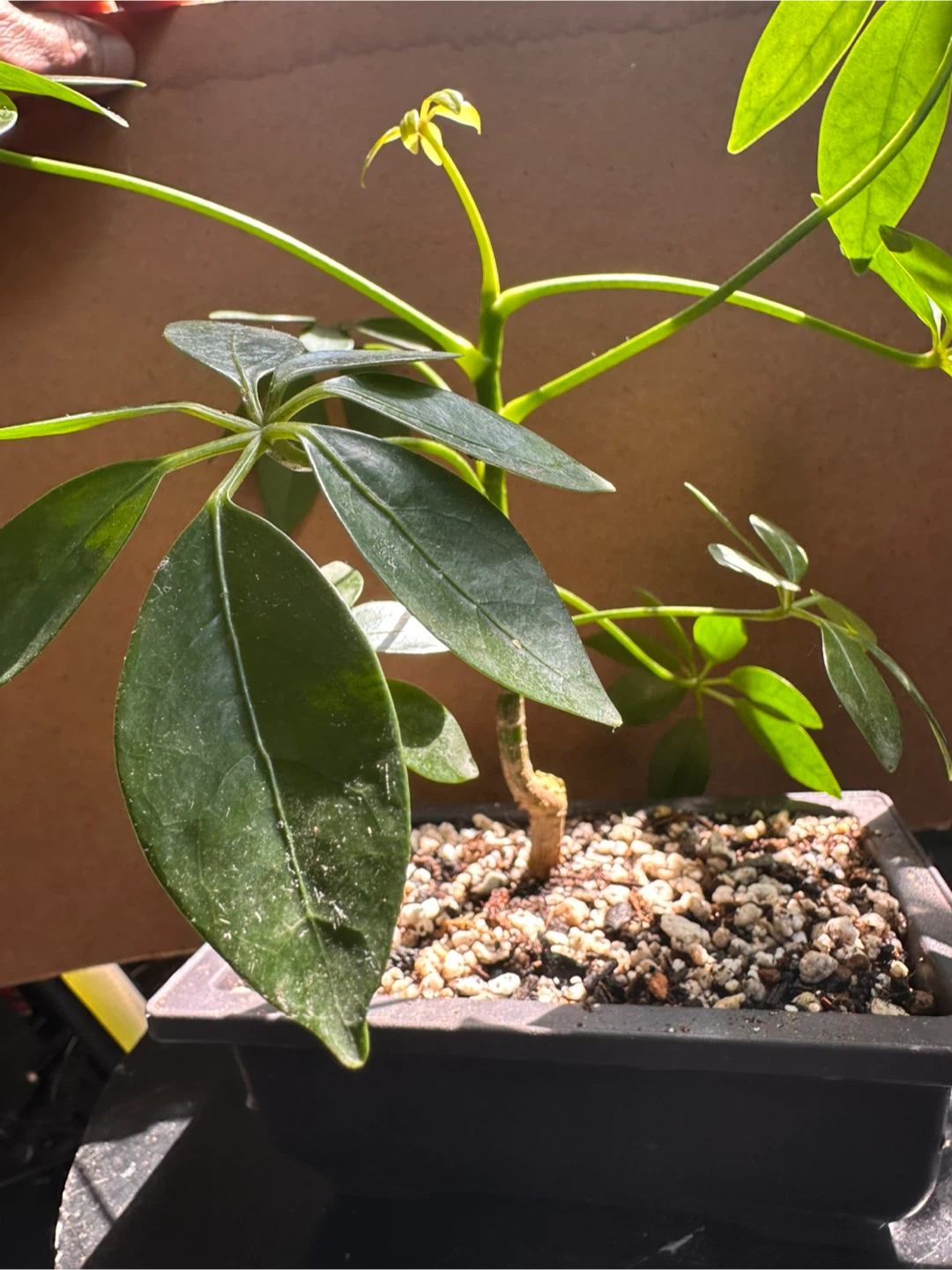 Schefflera Pre-Bonsai