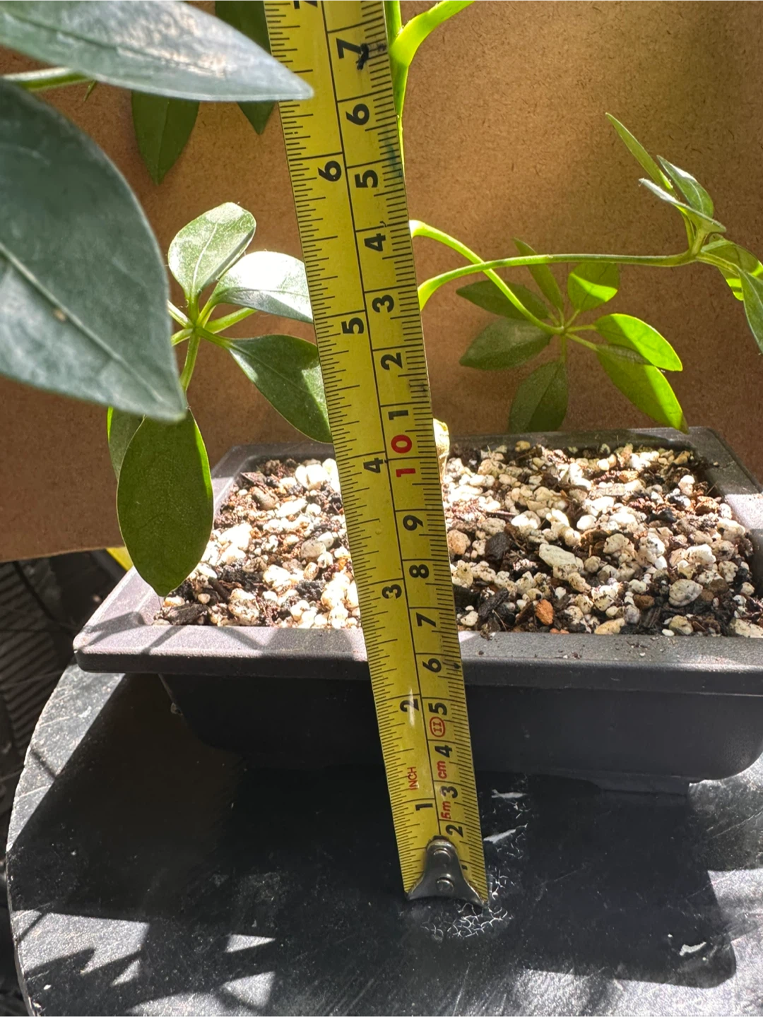 Schefflera Pre-Bonsai - photo 2