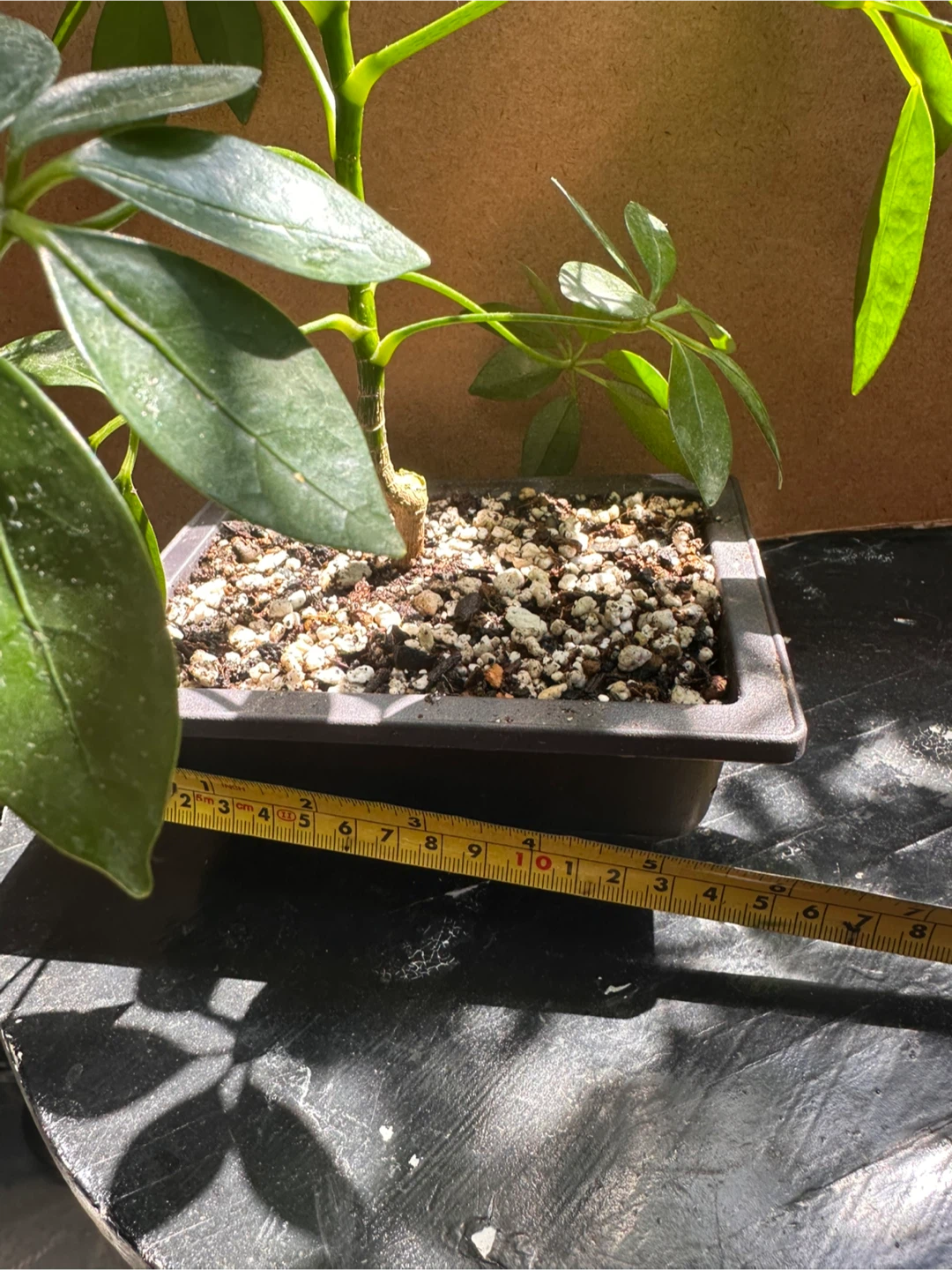 Schefflera Pre-Bonsai - photo 3