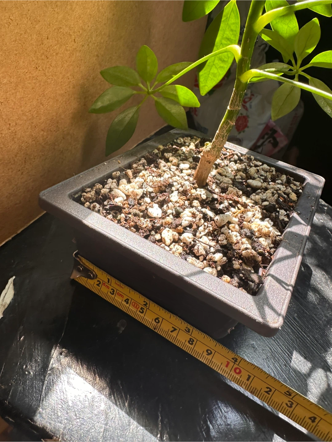Schefflera Pre-Bonsai - photo 4