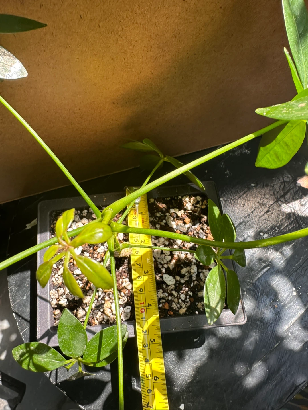 Schefflera Pre-Bonsai - photo 5