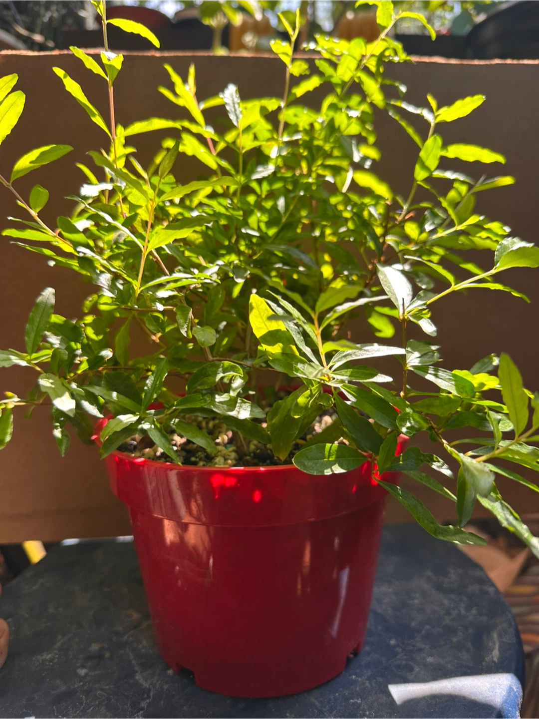 Potted Pomegranate Plant