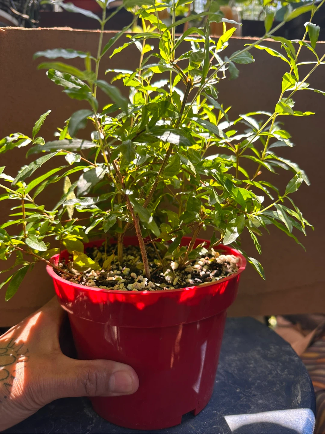 Potted Pomegranate Plant - photo 2