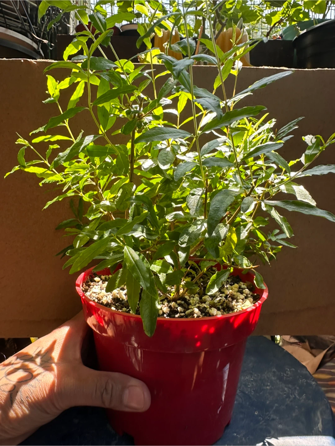 Potted Pomegranate Plant - photo 3