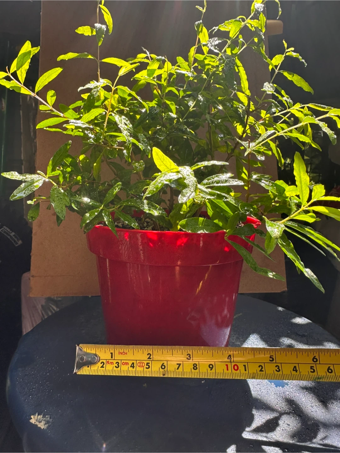 Potted Pomegranate Plant - photo 4