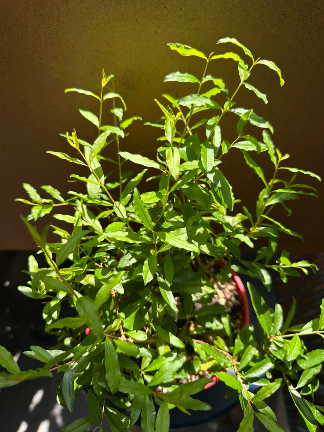 Potted Pomegranate Plant - photo 5