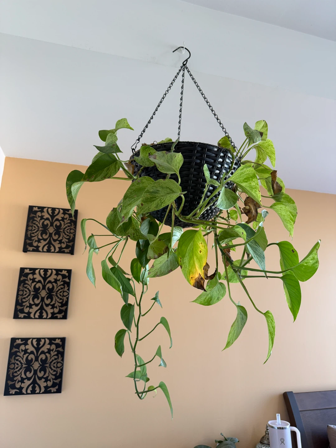Pothos Hanging Plant in Black Basket