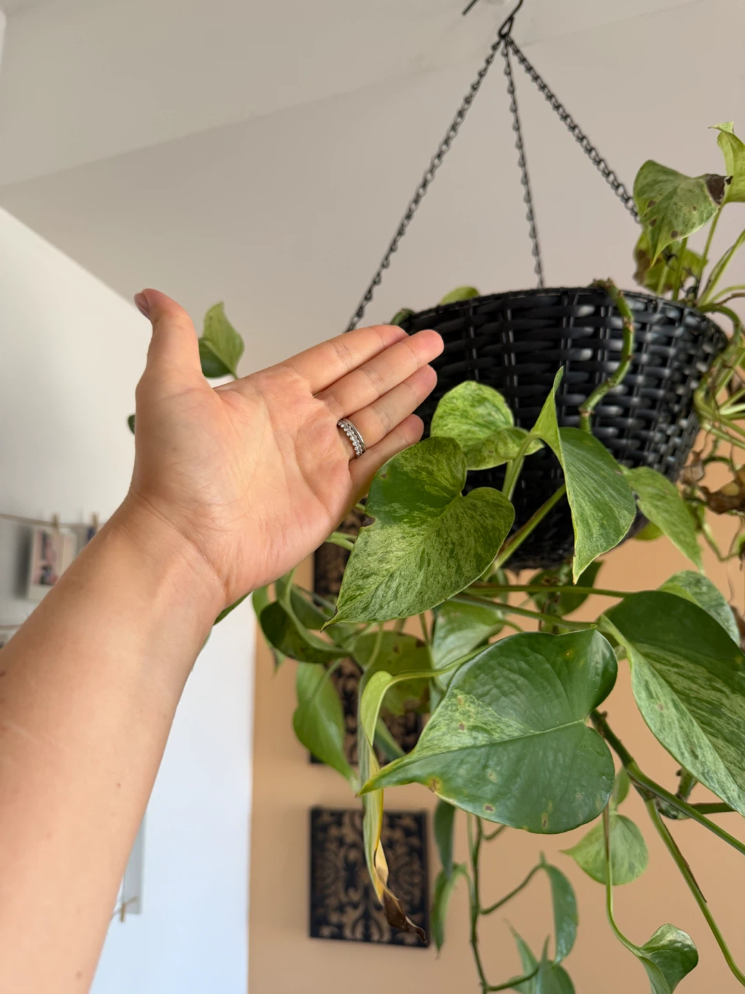 Pothos Hanging Plant in Black Basket - photo 2