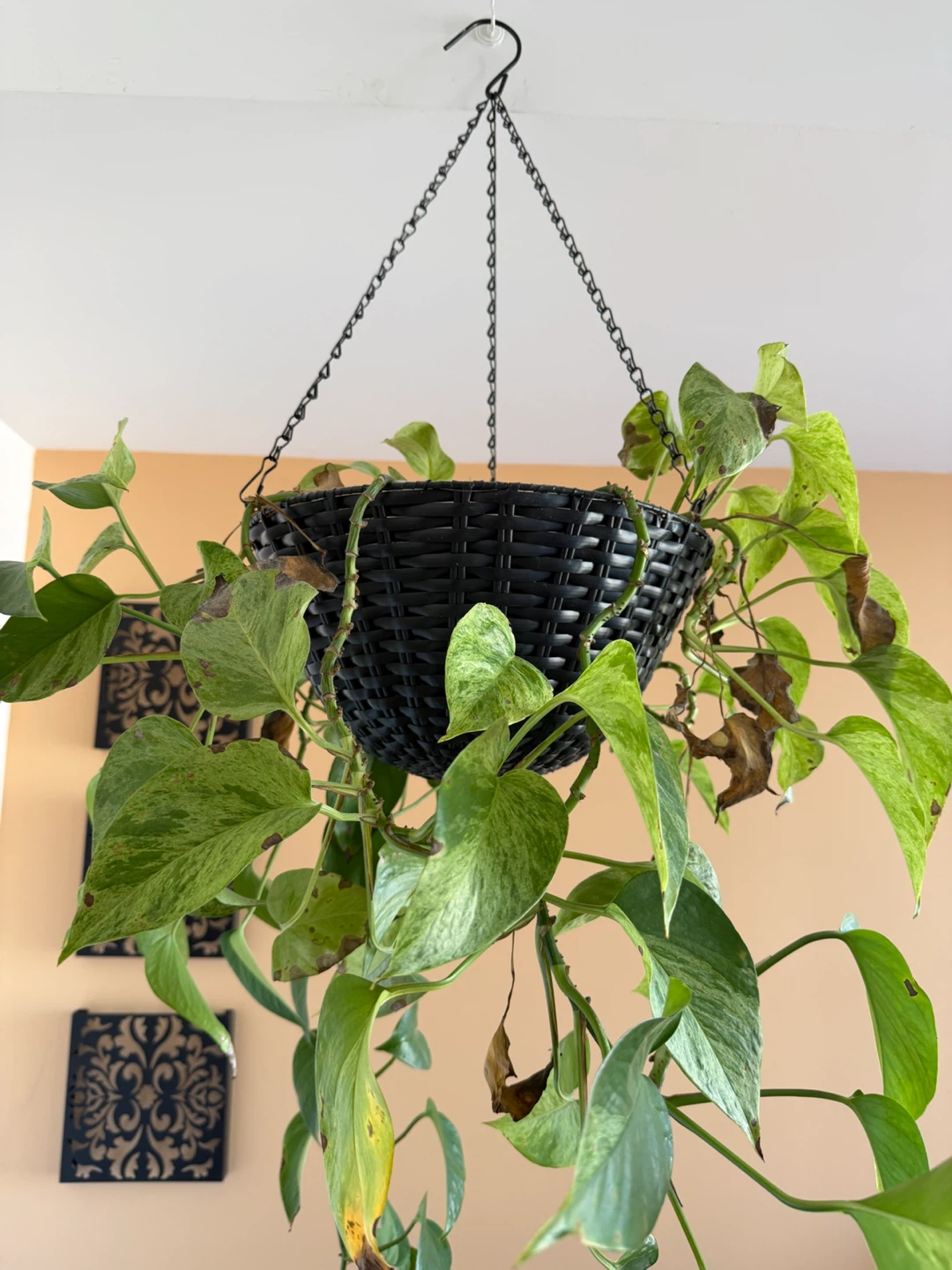 Pothos Hanging Plant in Black Basket - photo 3