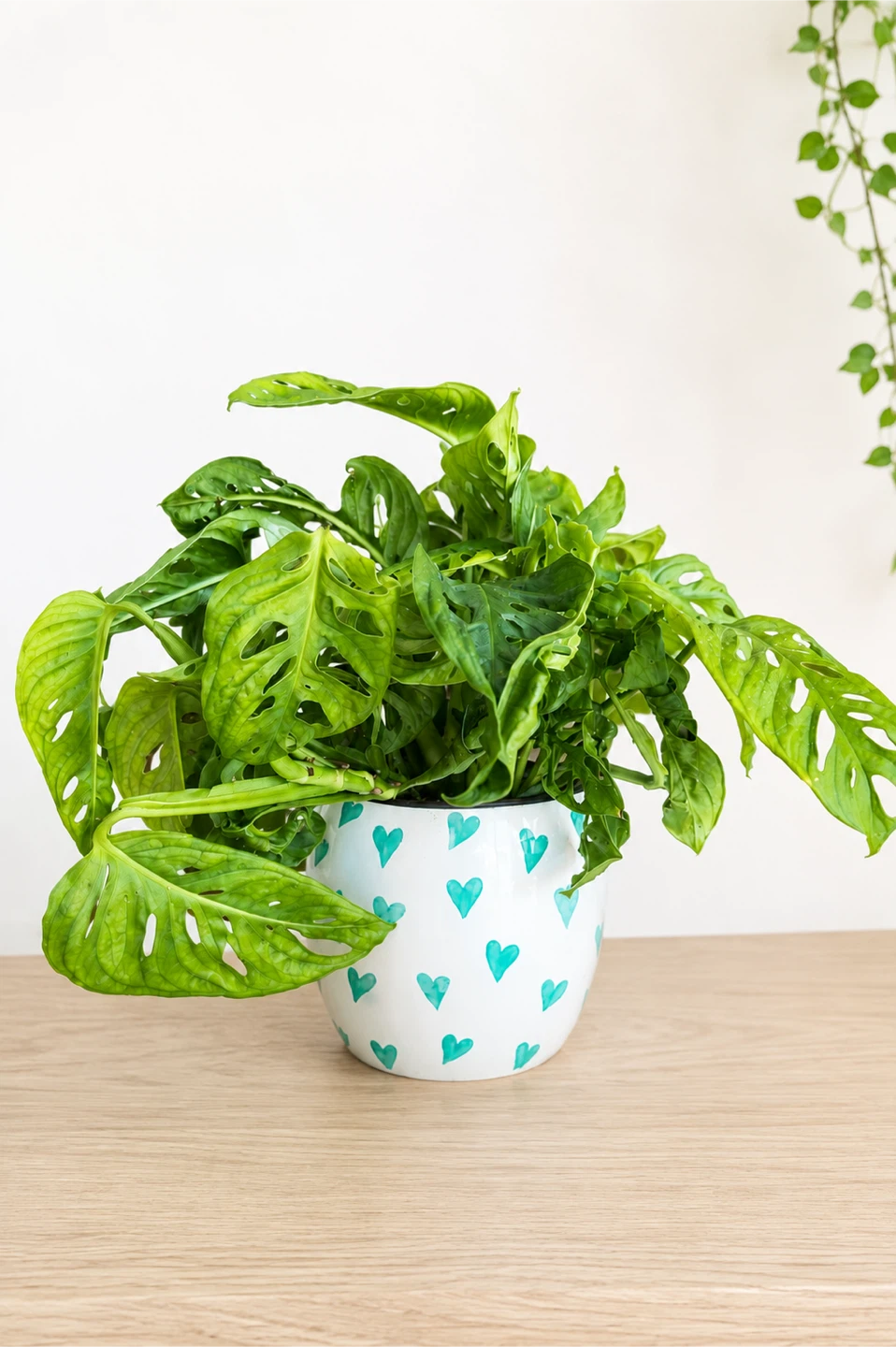 Monstera Adansonii + 5” Ceramic Pot 🌿