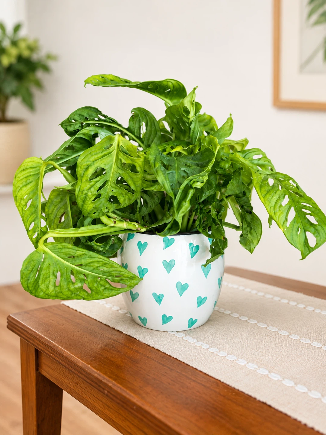 Monstera Adansonii + 5” Ceramic Pot 🌿 - photo 2