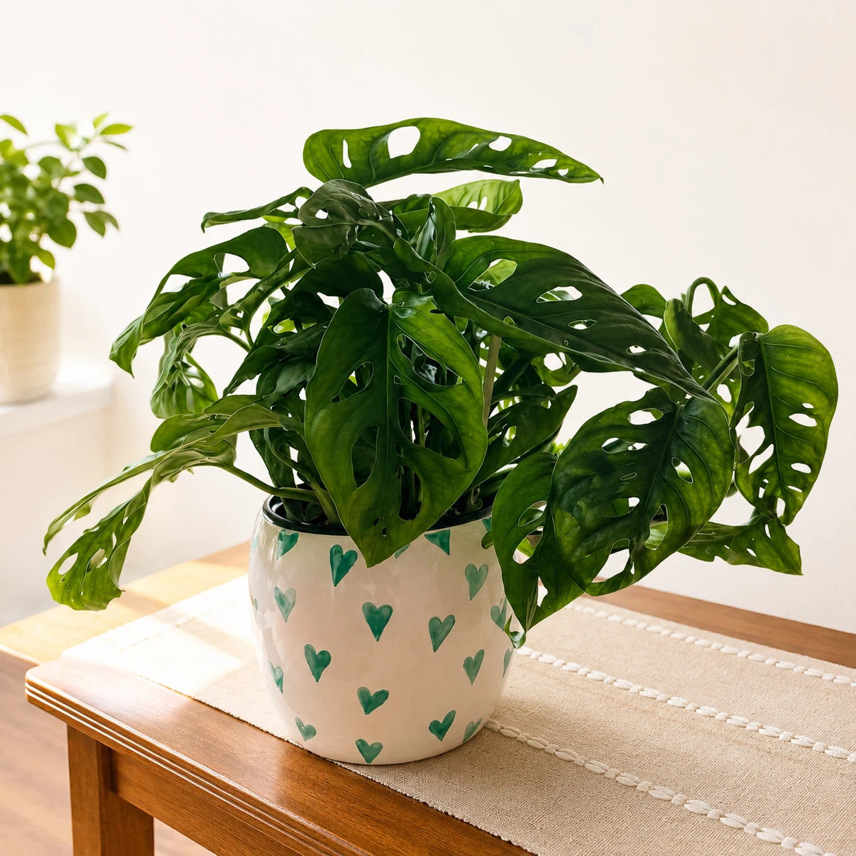 Monstera Adansonii + 5” Ceramic Pot 🌿 - photo 3