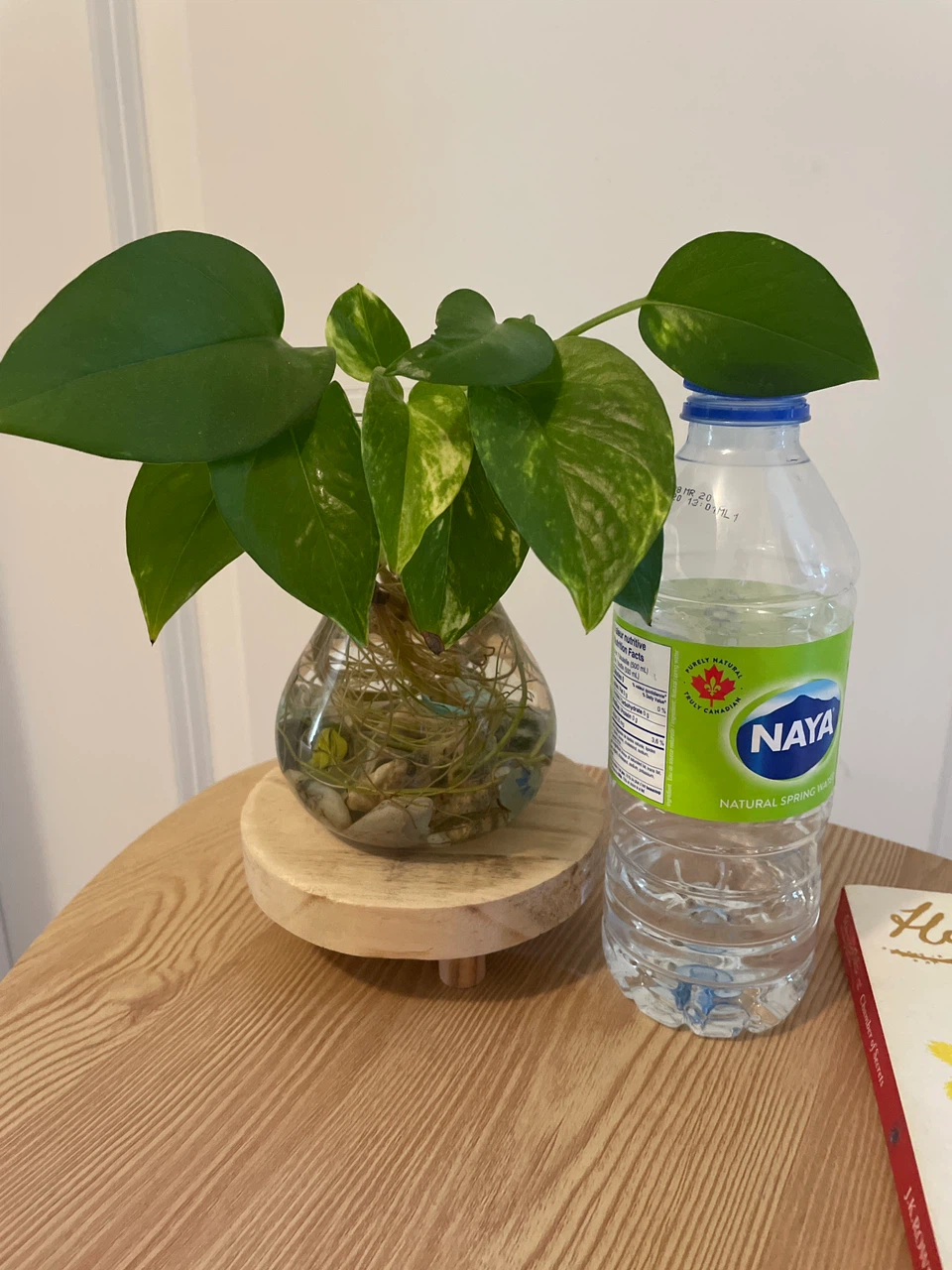 Home decor-Pothos Plant in a glass vase, book with Stand - photo 4