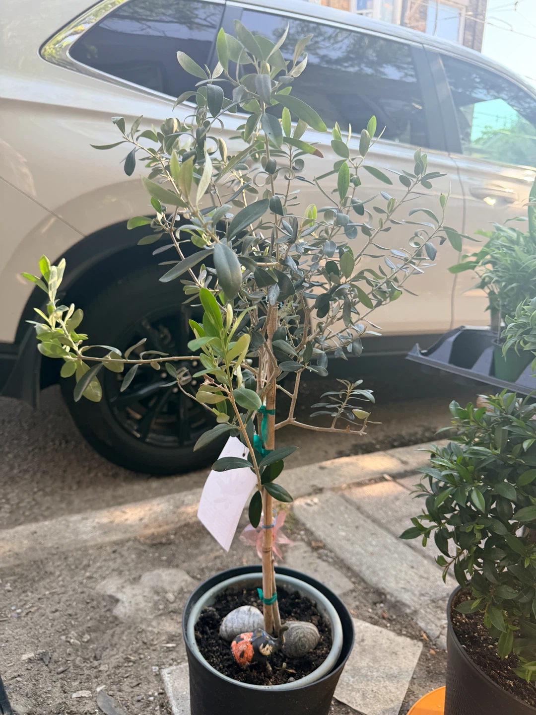 Olive Tree Plant