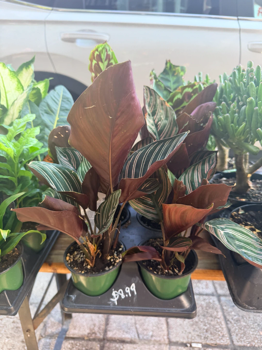 Calathea Ornata Pinstripe