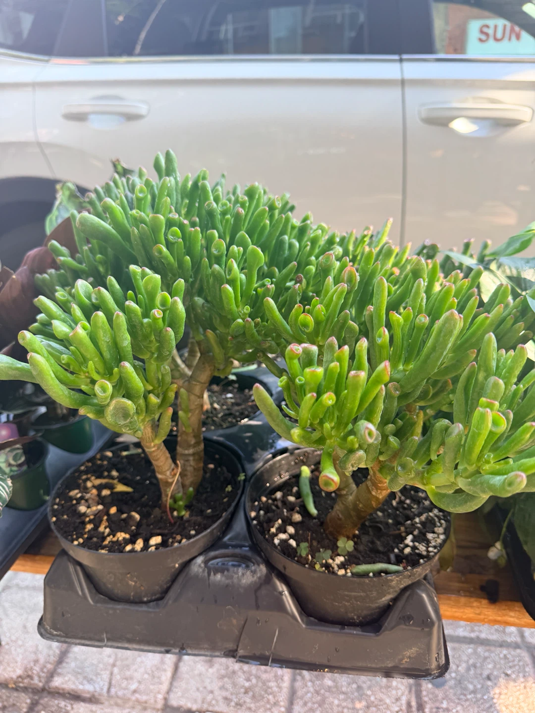 Crassula Ovata Gollum Jade Plant