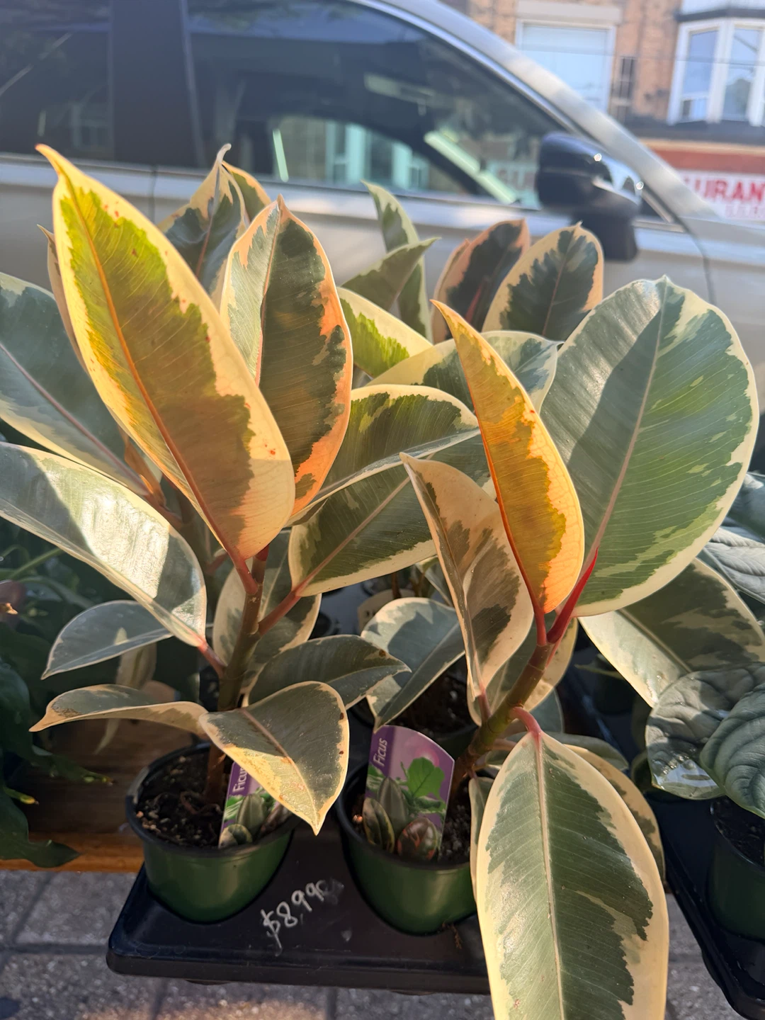 Tricolour Ficus Elastica Plant