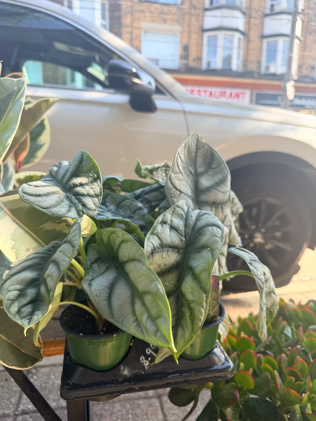 Alocasia Dragon Scale Plant
