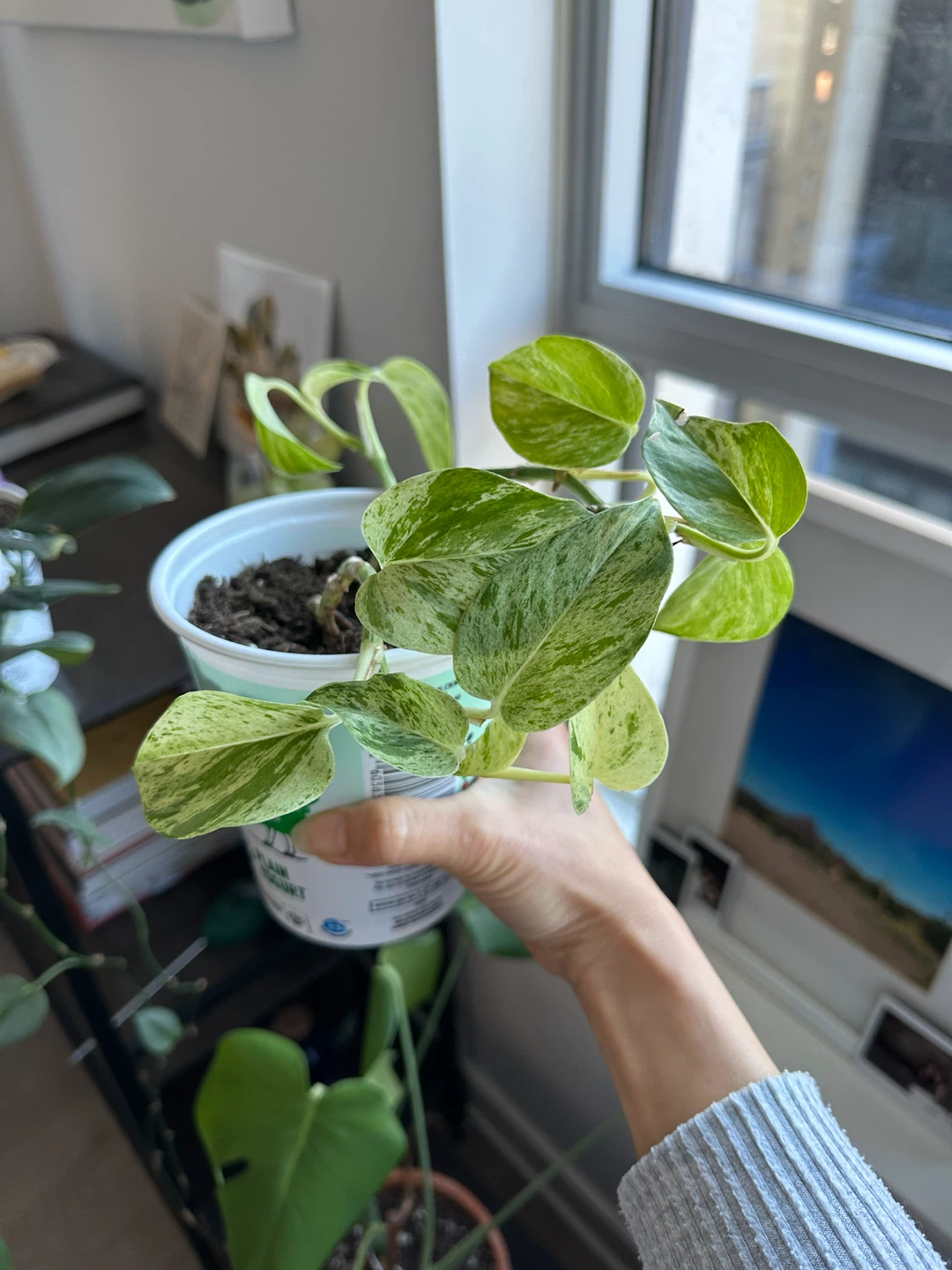 Marble Queen Pothos Plant
