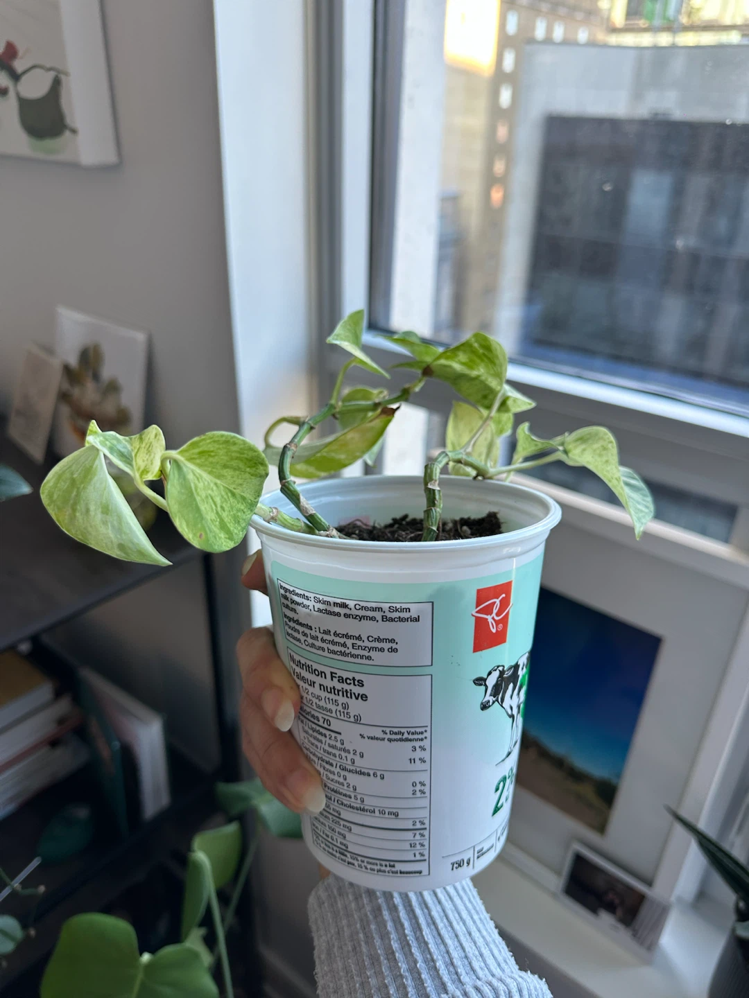 Marble Queen Pothos Plant - photo 2