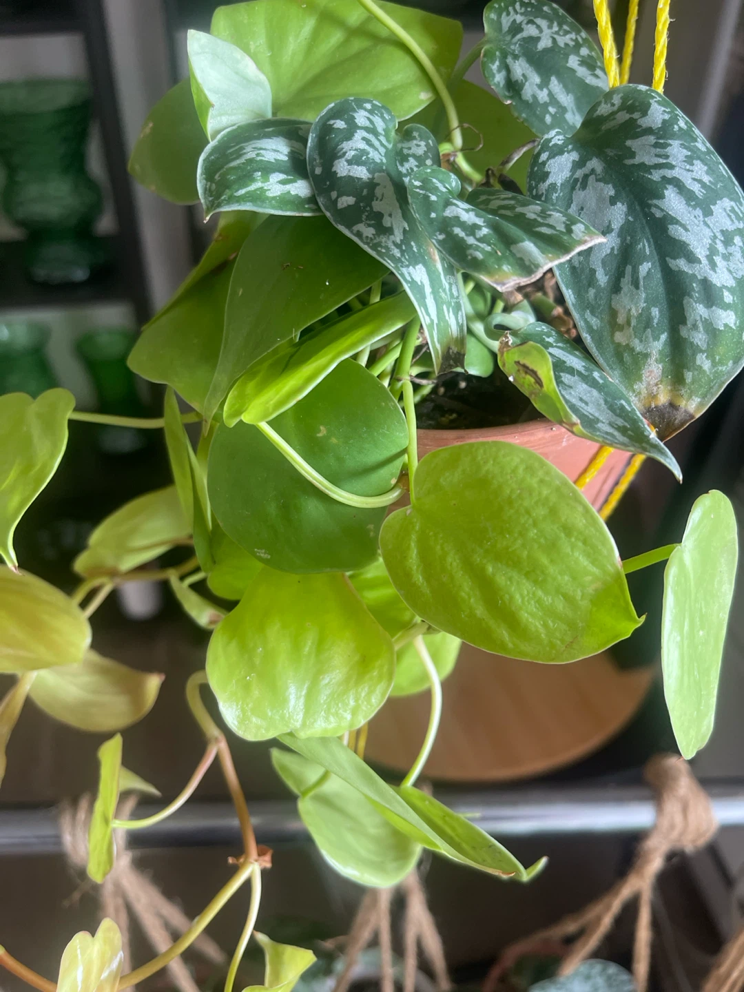 Hanging Pothos and philodendron plant