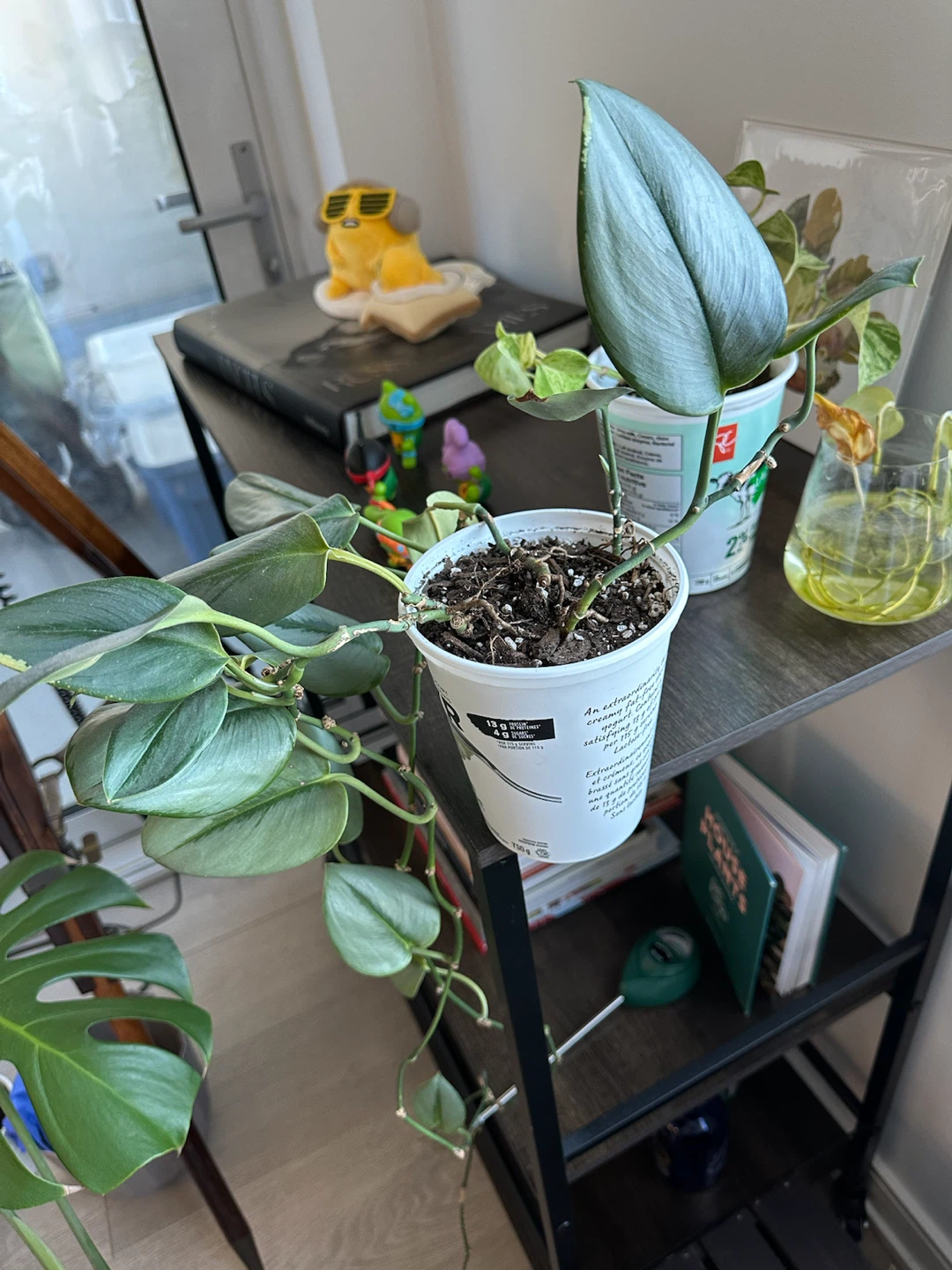 Silver Sword Philodendron Plant