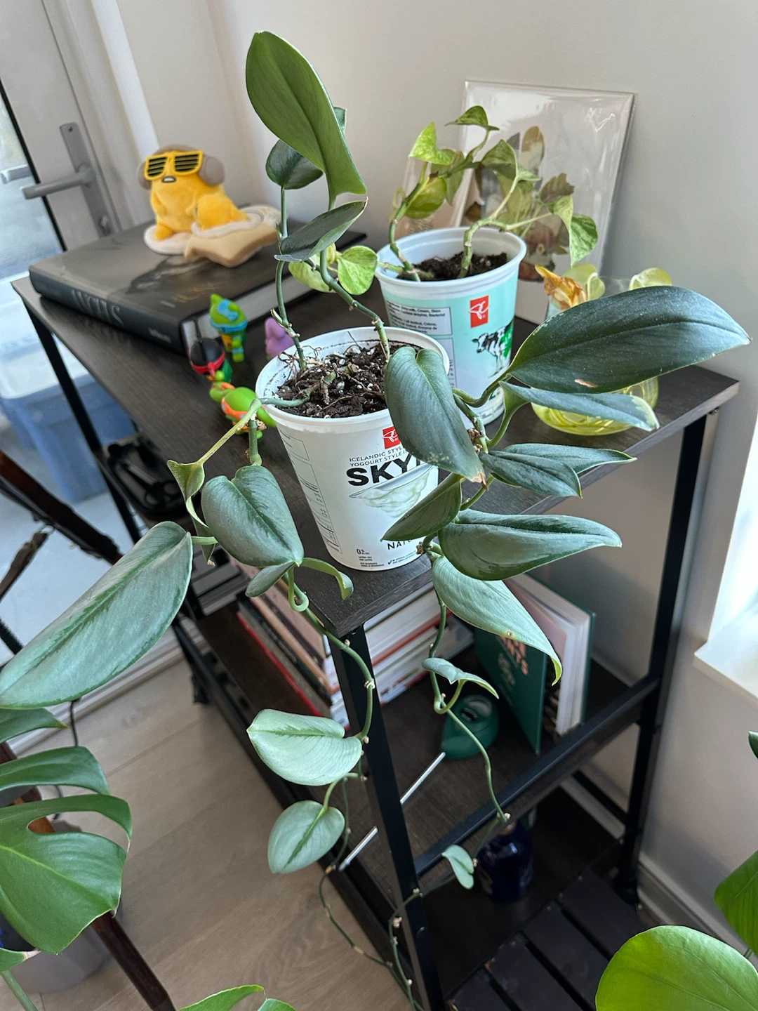 Silver Sword Philodendron Plant - photo 2