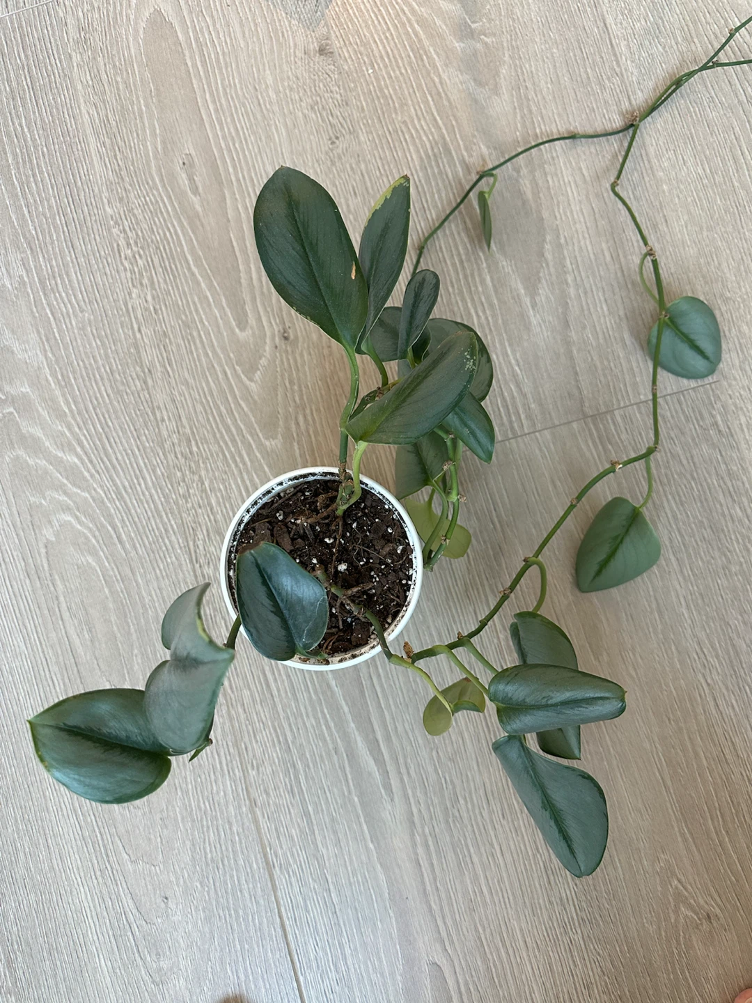 Silver Sword Philodendron Plant - photo 3