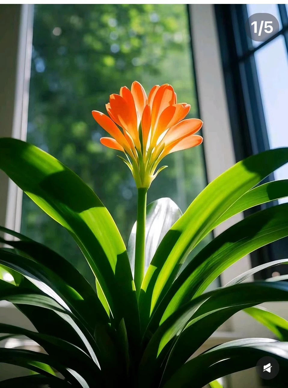 Orange Clivia Plant