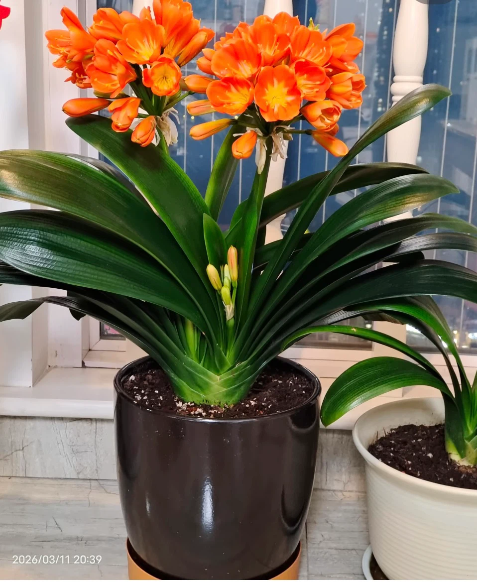 Orange Clivia Plant - photo 2