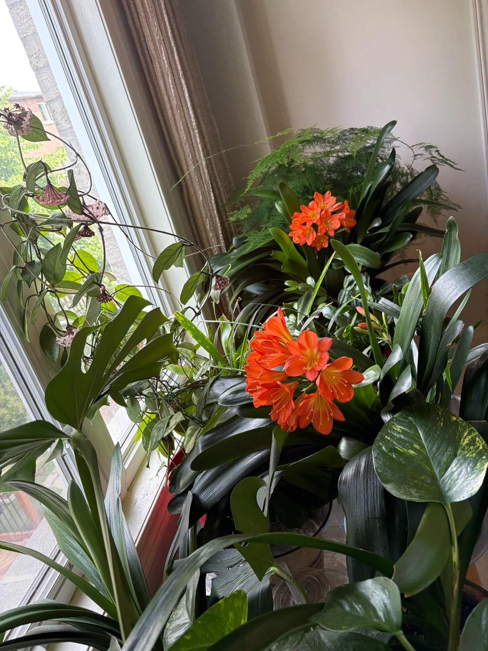 Orange Clivia Plant - photo 3