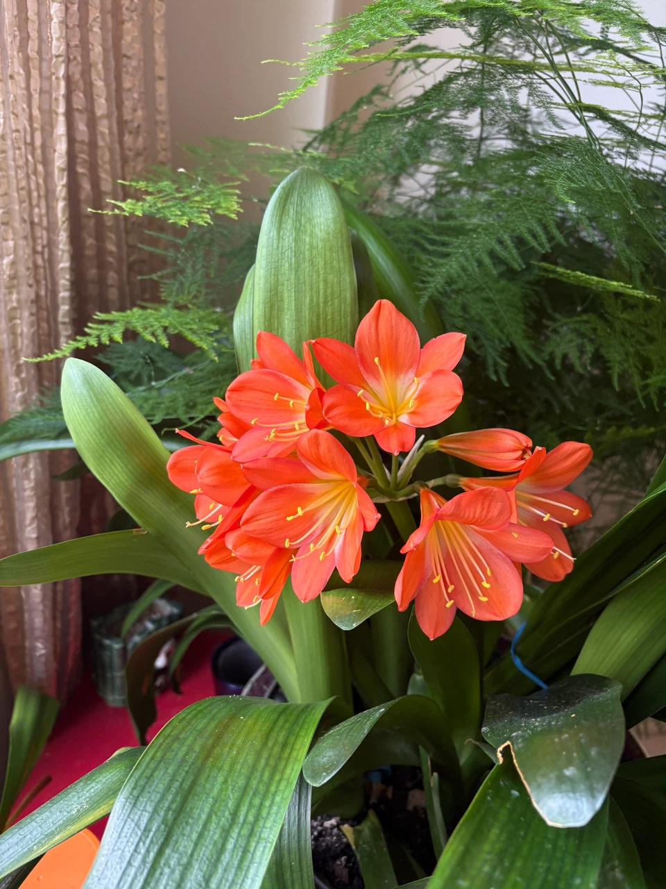 Orange Clivia Plant - photo 4